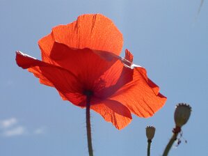 Flora