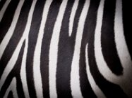 Zebra Zebra