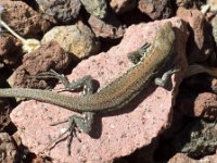 Lizard