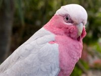 Parrot