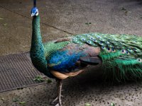 Peacock