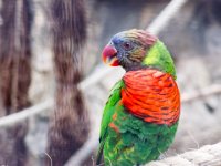 Parrot 3