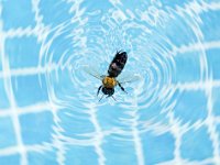 Swimming bee