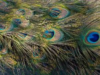 Peacock tail