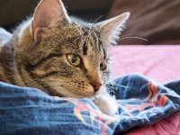 David&#39;s cat