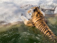 Tiger 2