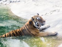 Tiger 3