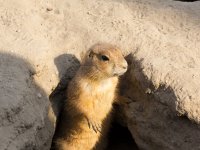 Ground squirrel