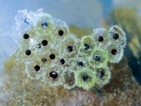 Frog eggs