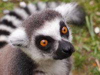 Ring-tailed lemur