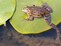 Frog 2