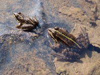 Frogs