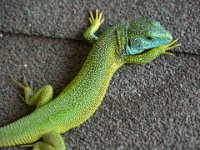 Lizard 2
