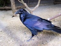 Raven