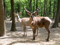 Deers