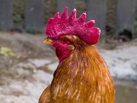 Hen