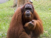 Orangutan