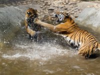 Tigers 1