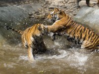 Tigers 2