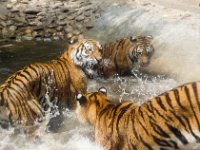 Tigers 3