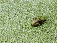 Frog in the pond
