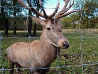 Deer