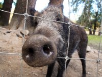 Wild boar