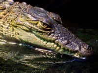 Crocodile