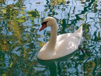 Swan  On  Lake Bled